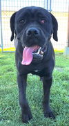adoptable Dog in  named MED ADOPT SHIRLEY