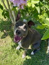 adoptable Dog in  named BINGO