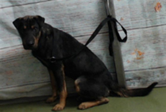 adoptable Dog in San Bernardino, CA named PEPE