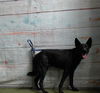 adoptable Dog in  named NINER