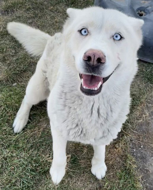 adoptable Dog in San Bernardino, CA named MERCURY