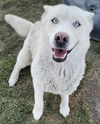 adoptable Dog in  named MERCURY