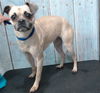 adoptable Dog in  named BOOTS