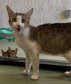 adoptable Cat in  named JAZZIE