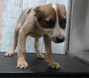 adoptable Dog in  named HANS