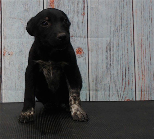 adoptable Dog in San Bernardino, CA named LIL JOHN