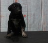 adoptable Dog in  named LIL JOHN