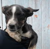 adoptable Dog in  named RICK VON