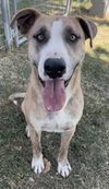adoptable Dog in  named BOURBON