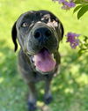 adoptable Dog in  named RUBY