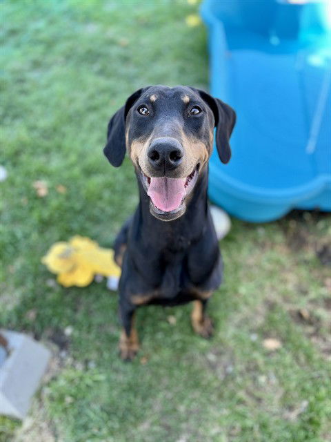 adoptable Dog in San Bernardino, CA named BLITZ