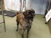 adoptable Dog in  named BANZAI