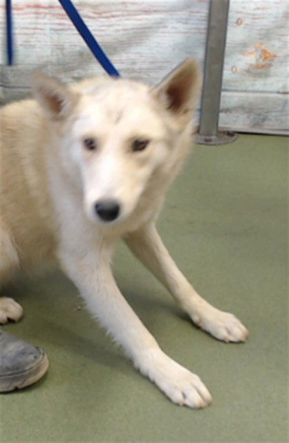 adoptable Dog in San Bernardino, CA named MAMA SIRACHA