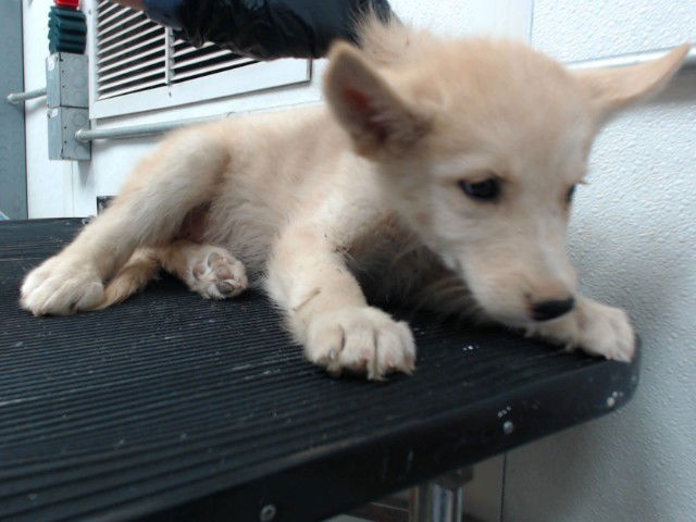 adoptable Dog in San Bernardino, CA named RAMEN