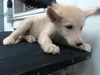 adoptable Dog in  named RAMEN