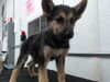 adoptable Dog in  named BULDAK