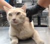 adoptable Cat in ,  named CREAM