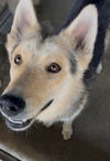 adoptable Dog in San Bernardino, CA named LINGUINE