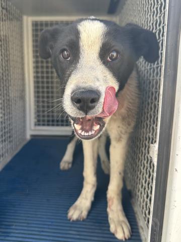 adoptable Dog in San Bernardino, CA named MATER