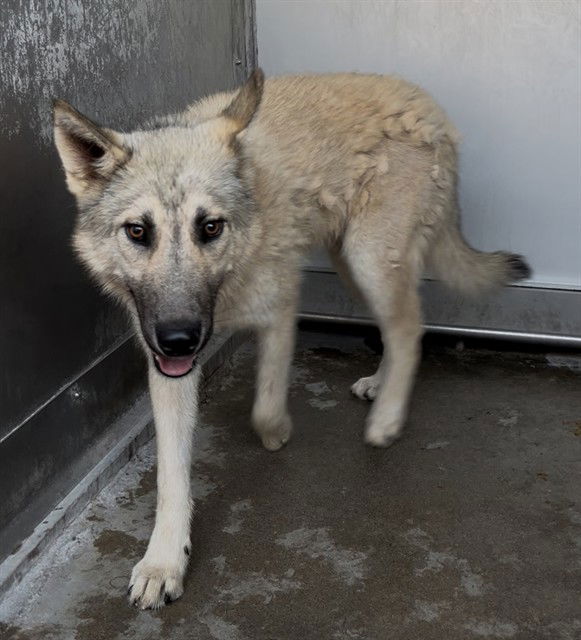 adoptable Dog in San Bernardino, CA named WASABI