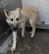 adoptable Dog in  named WASABI