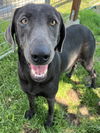 adoptable Dog in  named RIVER