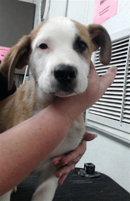 adoptable Dog in San Bernardino, CA named LOGAN