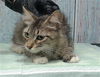 adoptable Cat in  named MAMA HANNAH
