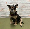 adoptable Dog in  named MOLLY