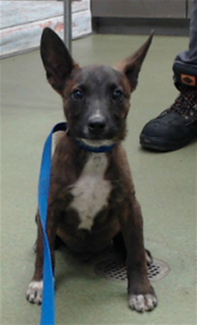 adoptable Dog in San Bernardino, CA named ERIK KIRBY