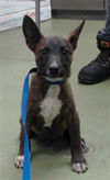 adoptable Dog in  named ERIK KIRBY