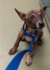 adoptable Dog in  named CHARILE DEGLER