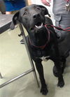 adoptable Dog in  named BUCK