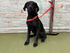adoptable Dog in  named HEAVEN