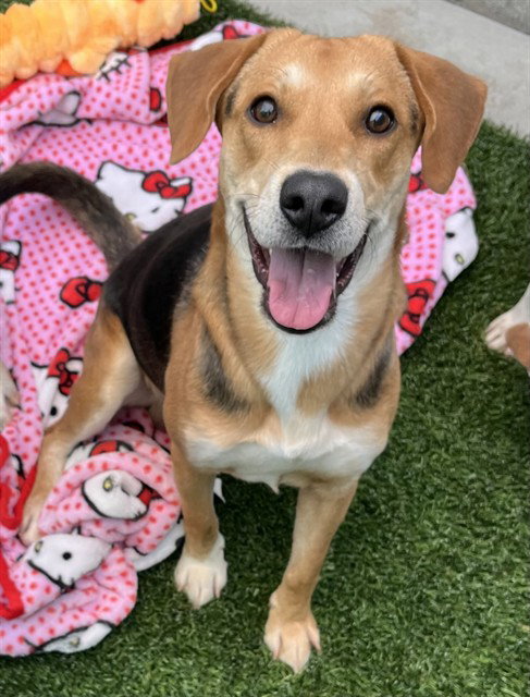 HARLEY, an adoptable Beagle in San Bernardino, CA