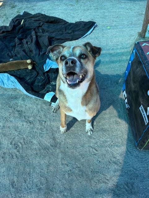 CHICKADEE, an adoptable German Shepherd Dog in San Bernardino, CA