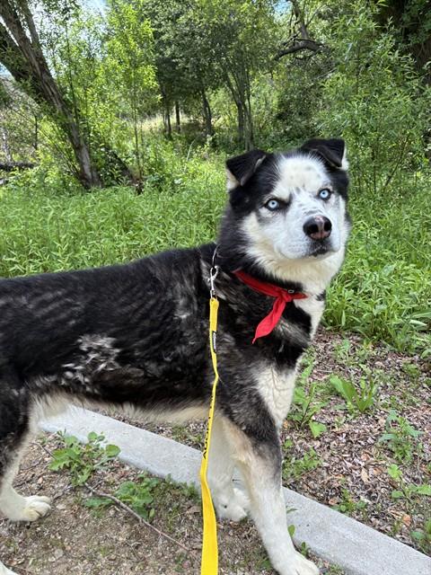 JUPITER, an adoptable Alaskan Malamute in San Bernardino, CA