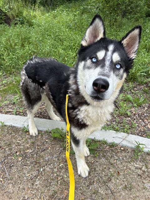 MARS, an adoptable Alaskan Malamute in San Bernardino, CA