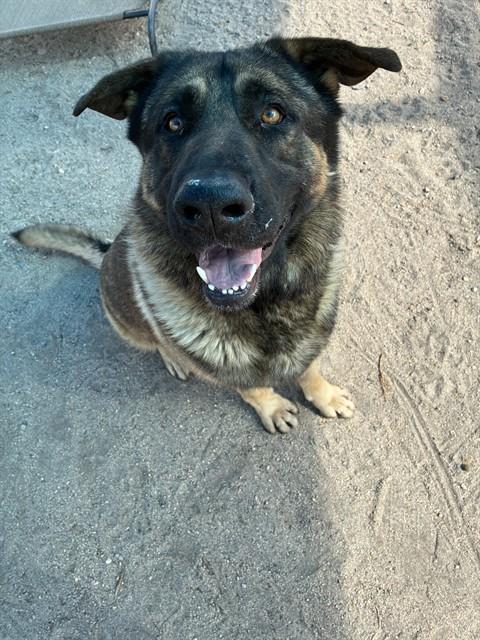MAX Image
