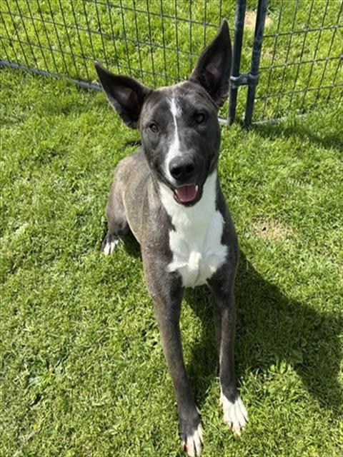 XENA, an adoptable Pit Bull Terrier in San Bernardino, CA
