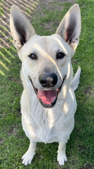 WINNIE, an adoptable German Shepherd Dog in San Bernardino, CA