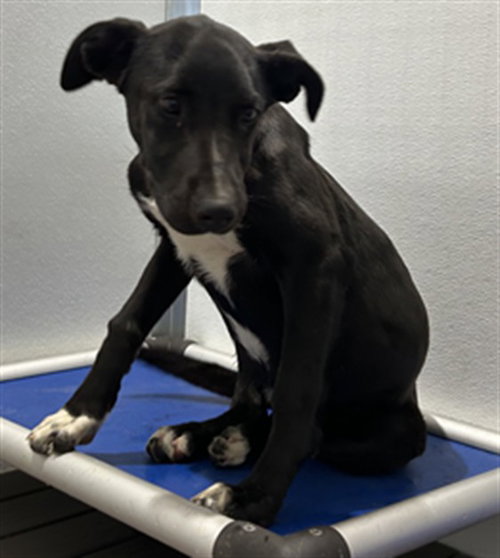 OSCAR, an adoptable Labrador Retriever in San Bernardino, CA