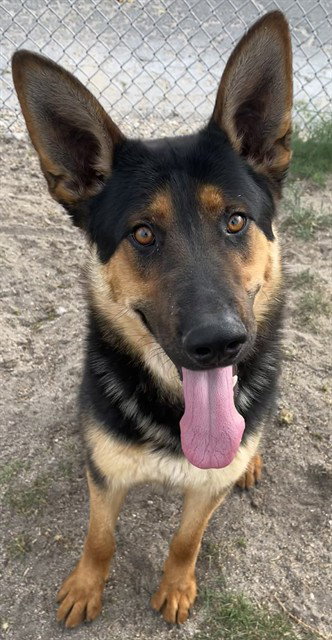 MAO MAO, an adoptable German Shepherd Dog in San Bernardino, CA