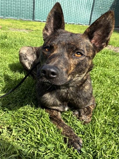 SYDNEY, an adoptable Dutch Shepherd in San Bernardino, CA