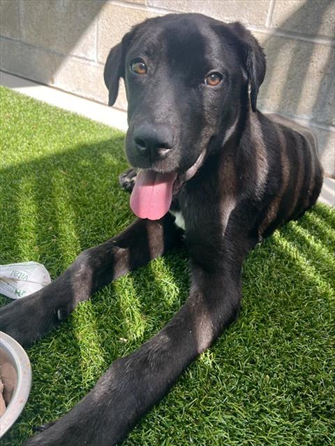 MIGUEL, an adoptable Labrador Retriever in San Bernardino, CA