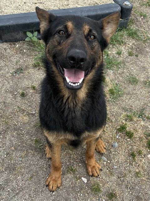 BRYAN, an adoptable German Shepherd Dog in San Bernardino, CA
