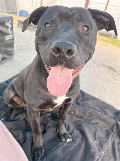KRUNK, an adoptable Pit Bull Terrier in San Bernardino, CA
