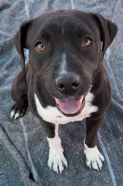 SWEET GIRL, an adoptable Pit Bull Terrier in San Bernardino, CA