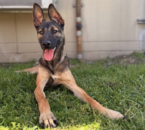 ZIVA, an adoptable Belgian Shepherd Malinois in San Bernardino, CA