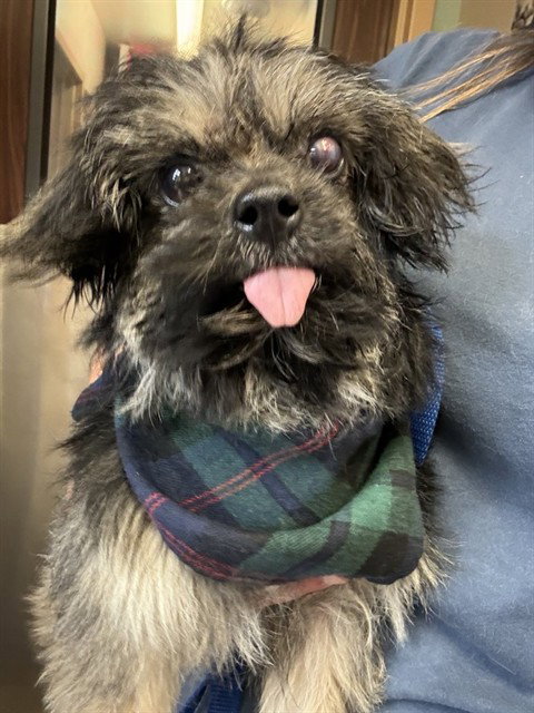 MED WAIVER ORVILLE, an adoptable Yorkshire Terrier Yorkie in San Bernardino, CA